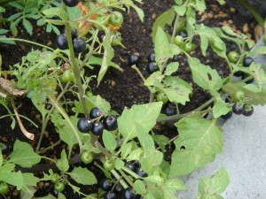 植えていない植物の実が…