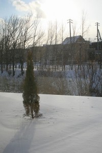 雪の中のシンボルツリー