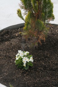 ツリー脇の花 ツリー脇の花