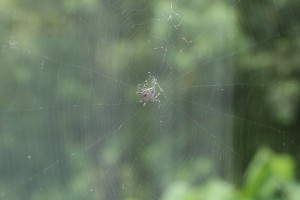 花壇に巣を作ったクモ