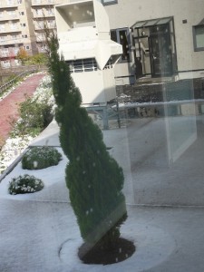 風で傾いたシンボルツリー