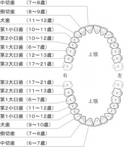 永久歯の生える時期